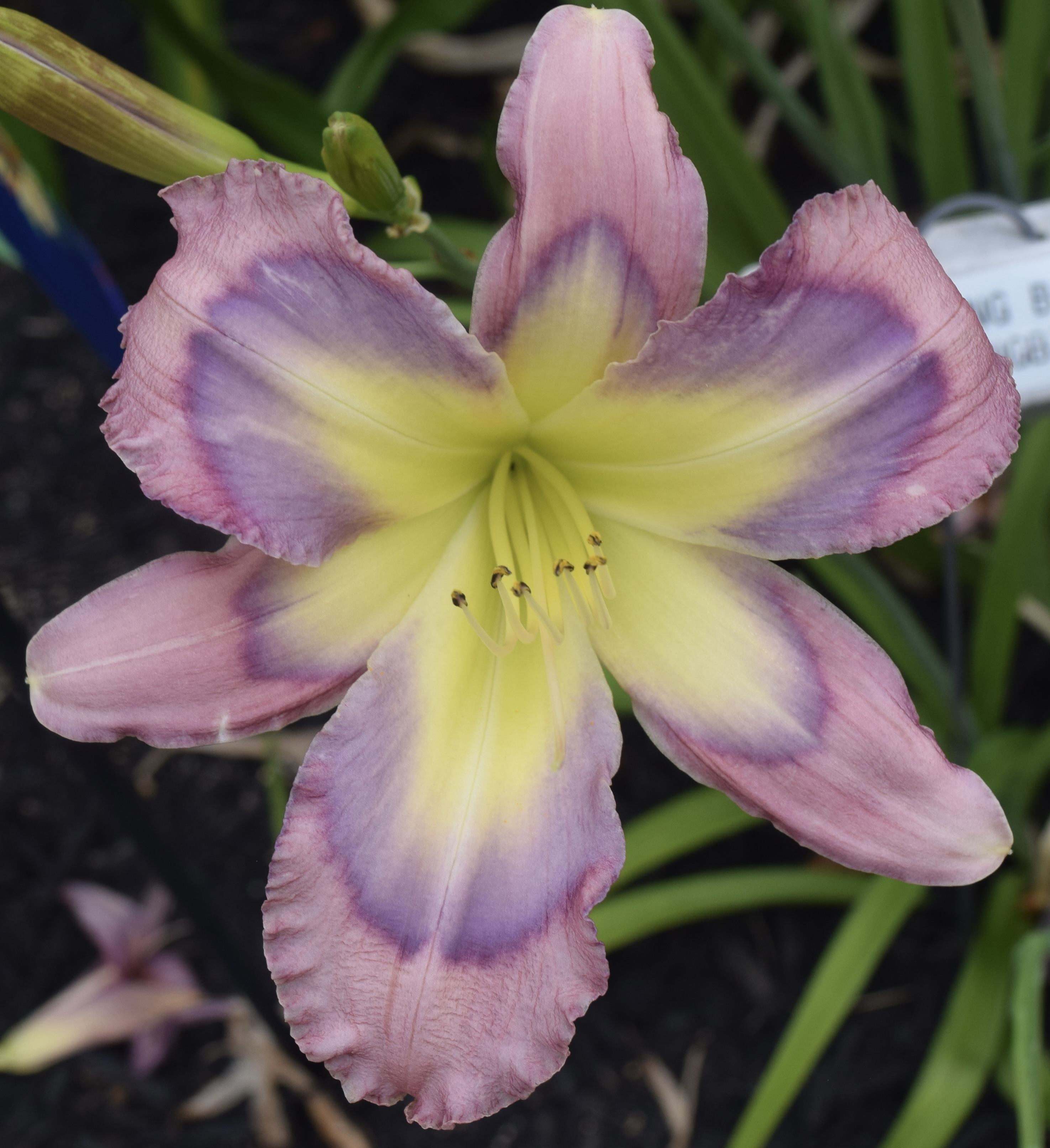ドイリー・フロレンティン・ミモザ・ブレード D - Park Lane Daylilies