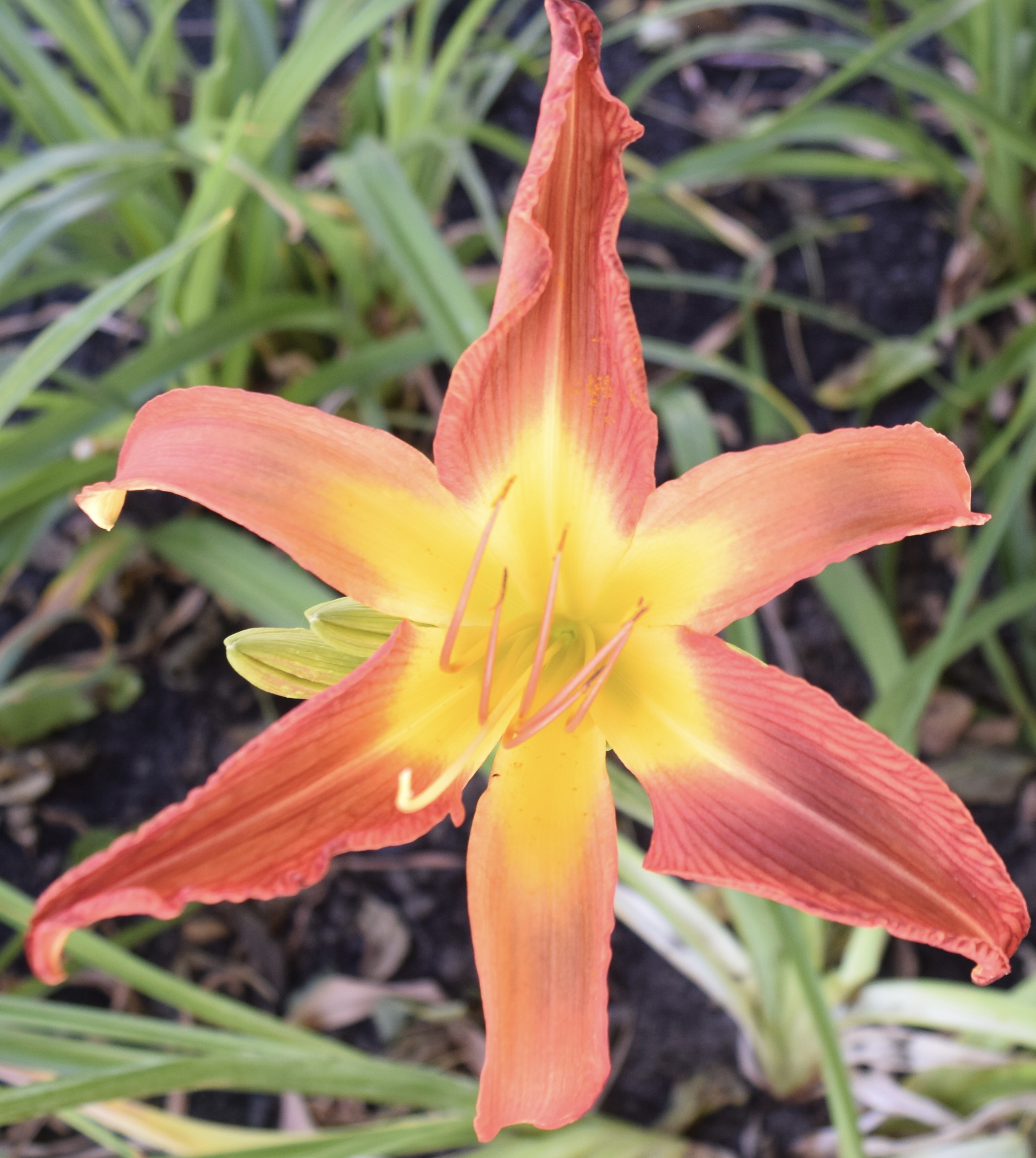 D - Park Lane Daylilies