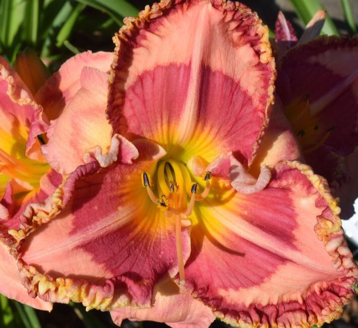 R - Park Lane Daylilies